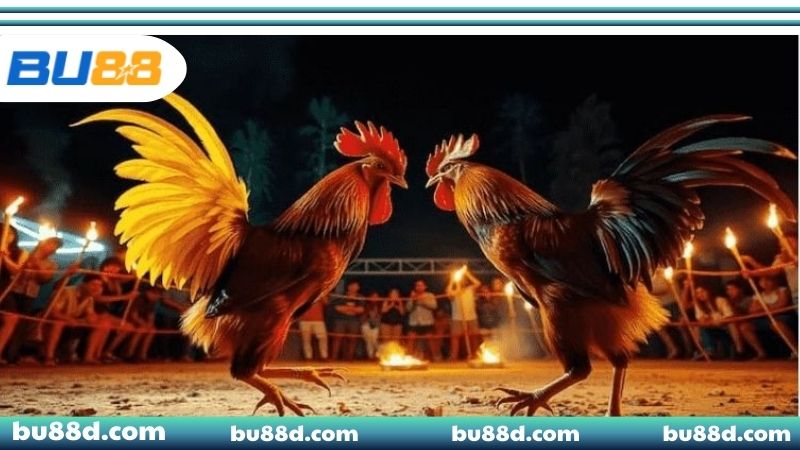 Đá Gà Thomo - Chiến Thuật Đặt Cược Bách Chiến Bách Thắng Chiến thuật đặt cược đá gà Thomo BU88 hiệu quả