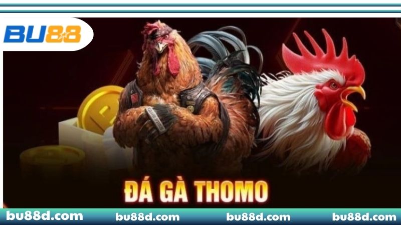 Đá Gà Thomo - Chiến Thuật Đặt Cược Bách Chiến Bách Thắng Tìm hiểu về đá gà Thomo BU88